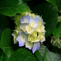 1469029719_Hydrangeas.jpg